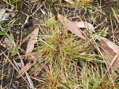 Fimbristylis pauciflora