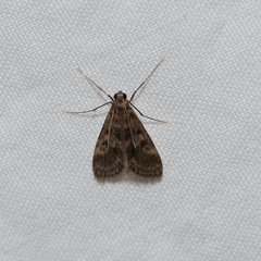 Araeomorpha diplopa