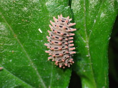 Histia flabellicornis