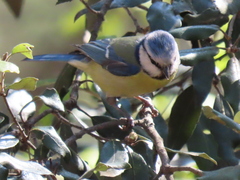Cyanistes caeruleus