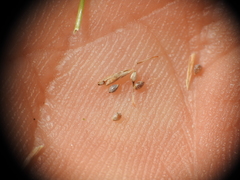 Fimbristylis pauciflora