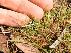 Fimbristylis pauciflora