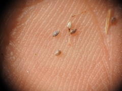 Fimbristylis pauciflora