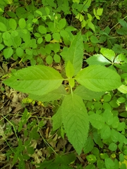Agastache scrophulariifolia