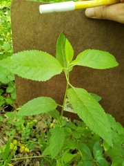 Agastache scrophulariifolia
