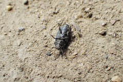 Blapstinus substriatus