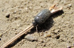 Blapstinus substriatus