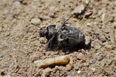 Blapstinus substriatus
