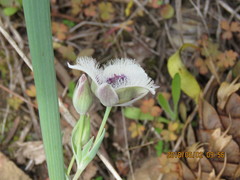 Calochortus elegans