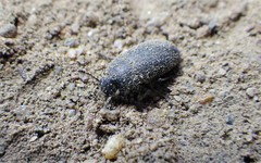 Blapstinus substriatus