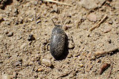 Blapstinus substriatus
