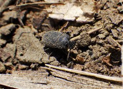 Blapstinus substriatus