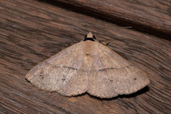 Ophyx eurrhoa