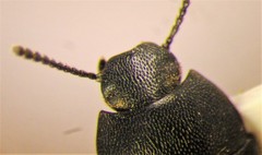 Blapstinus substriatus