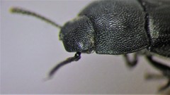 Blapstinus substriatus