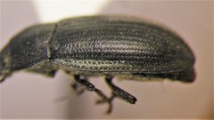 Blapstinus substriatus