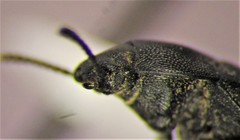 Blapstinus substriatus
