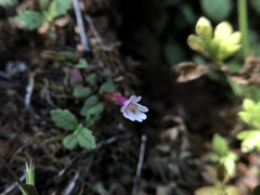 Erythranthe inconspicua