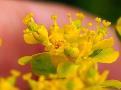 Euphorbia verrucosa