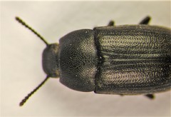 Blapstinus substriatus