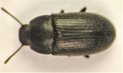 Blapstinus substriatus