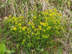Euphorbia verrucosa