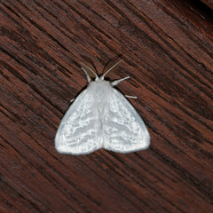 Euzora collucens