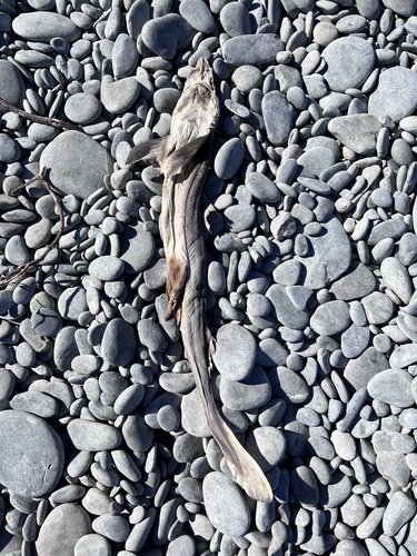 Spiny Dogfish (Squalus acanthias), a species recorded in Delaware