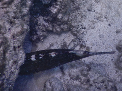 Cheilinus chlorourus