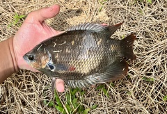 Osphronemus laticlavius