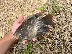 Osphronemus laticlavius