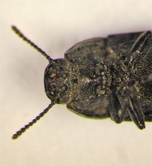 Blapstinus substriatus
