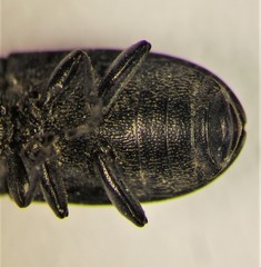 Blapstinus substriatus