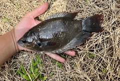 Osphronemus laticlavius