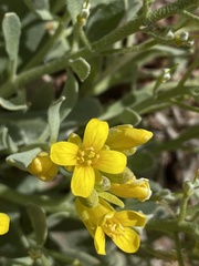 Physaria chambersii