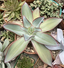 Echeveria subrigida