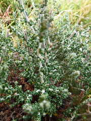Olearia algida