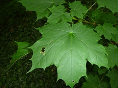 Acer platanoides