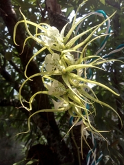 Brassia verrucosa