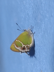 Callophrys xami