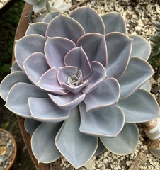 Echeveria gibbiflora × potosina