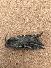 Abantiades argentata