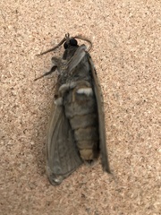Abantiades argentata