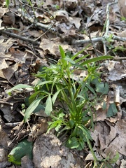 Ranunculus allegheniensis