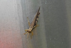 Omalotettix obliquus