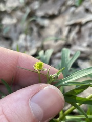 Ranunculus allegheniensis