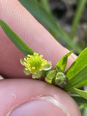Ranunculus allegheniensis
