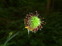 Geum urbanum