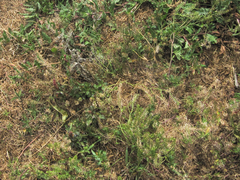 Lepidium bipinnatifidum