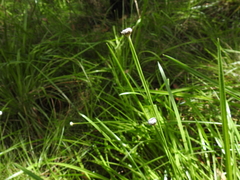 Eriocaulon australe